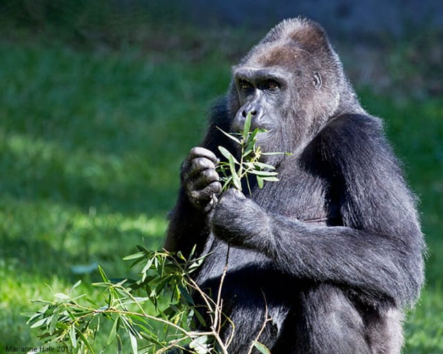 San Francisco Zoo Entry Tickets - Photo 1 of 7